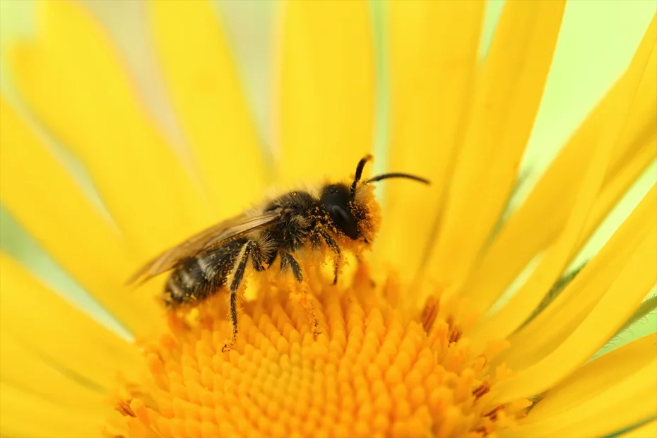 En bie som pollinerer en blomst