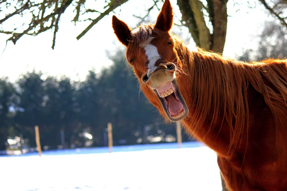 Hest som flirer