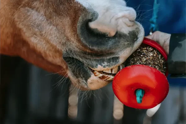 Hest som spiser fra et kunstig eple fyldt med fór.