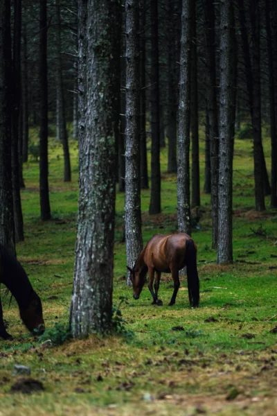 Hest som beiter i skogen