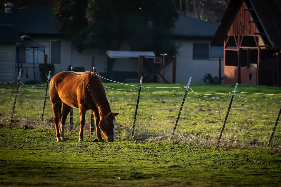 Hest på beitemark