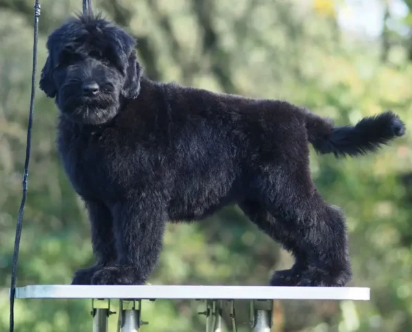 Russisk sort terrier på oppstilling